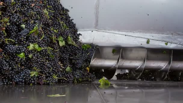 Stemmer crusher persing van druiven bij een winery — Stockvideo
