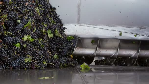 Stemmer Brecher zerkleinert Trauben in einem Weingut — Stockvideo