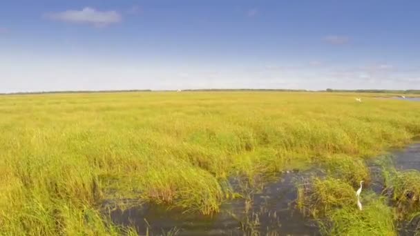 Danube delta wetlands, luchtfoto — Stockvideo