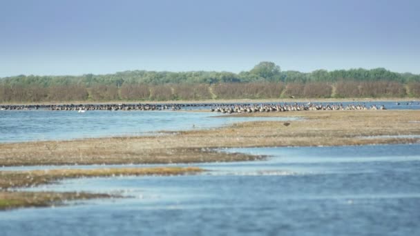 Danube delta wetlands — Stockvideo