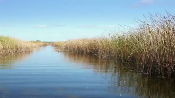 Danube delta podmokłe w ruchu — Wideo stockowe