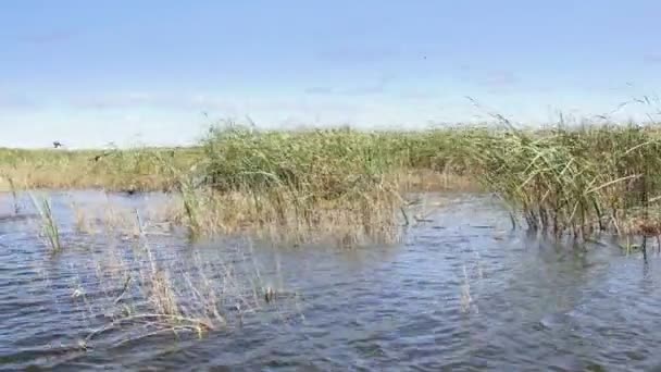 Humedales del delta del Danubio en movimiento — Vídeo de stock