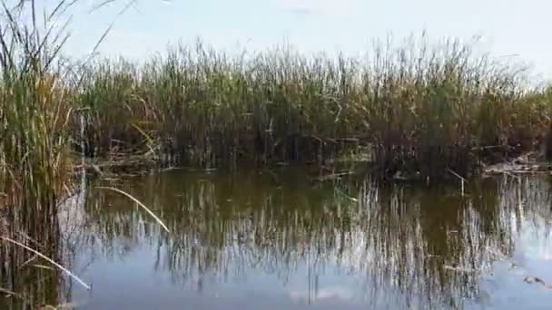 Дунай Дельта водно-болотних угідь в русі — стокове відео