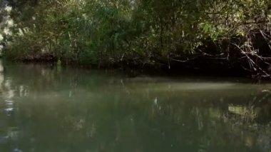 Tuna Deltası sulak hareket ormanlık