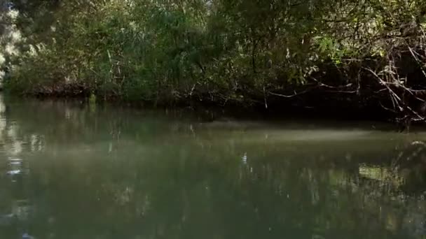 Donaudelta bewaldete Feuchtgebiete in Bewegung — Stockvideo