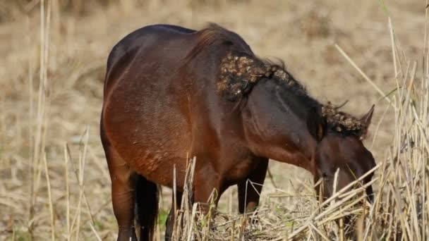 Дикий конь в дельте Данубе, лес Летя — стоковое видео