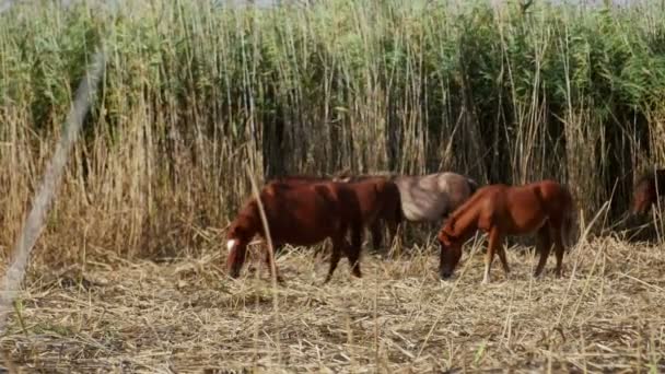 Дикие лошади в дельте Данубе, лес Летя — стоковое видео