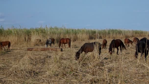 Cavalos selvagens no delta do danúbio, floresta de Letea — Vídeo de Stock