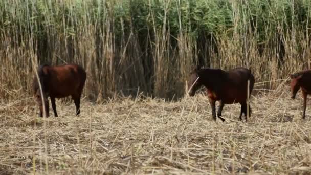 Wilde paarden in de Donau-delta, Letea bos — Stockvideo