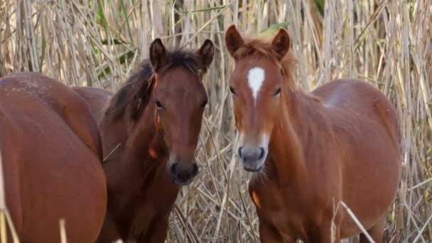 Wild horses in the danube delta — Stock Video