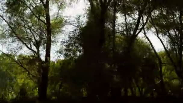 Donaudeltat skogsklädda våtmarker i rörelse — Stockvideo