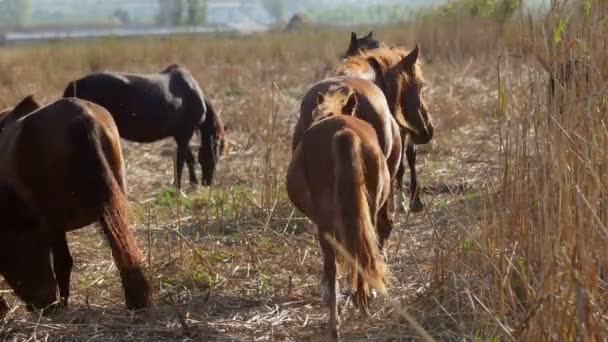 Wilde paarden In de Donaudelta — Stockvideo