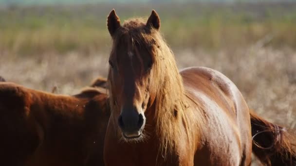 Wilde hengst in de Donaudelta — Stockvideo