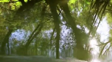 Tuna Deltası sulak yansıma ormanlık