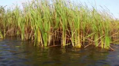 Danube delta sulak hareket