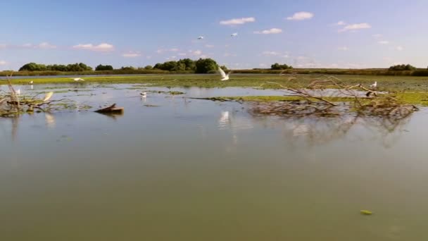 Danube delta podmokłe w ruchu — Wideo stockowe