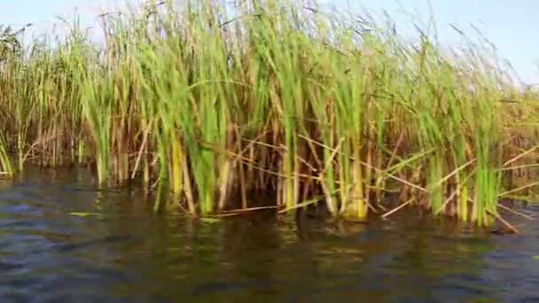 Donaudelta-Feuchtgebiete in Bewegung — Stockvideo