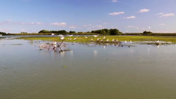 Danube delta lahan basah dalam gerak — Stok Video