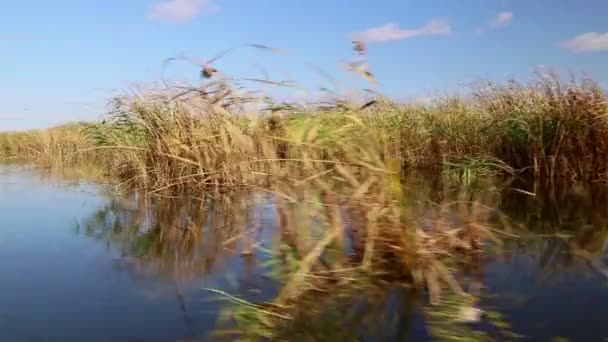 Danube delta wetlands in beweging — Stockvideo