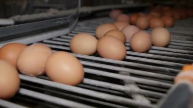 Çiftlikten ambalaj evine aktarılan bir Konveyör bant üzerine taze ve çiğ tavuk yumurta