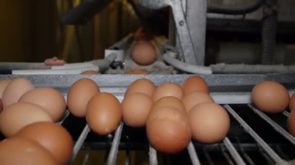 Œufs de poulet frais et crus sur une bande transporteuse en cours de transfert de la ferme à l'atelier d'emballage — Video