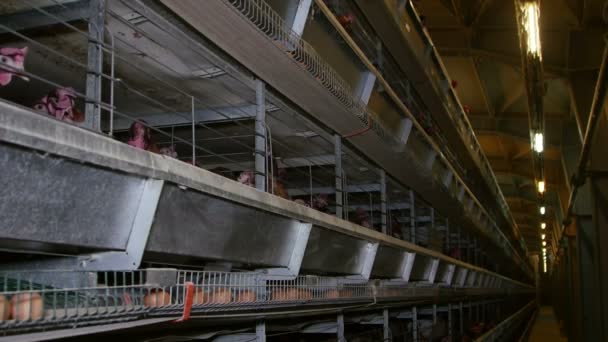 Gallinas ponedoras de huevos en una granja avícola — Vídeos de Stock