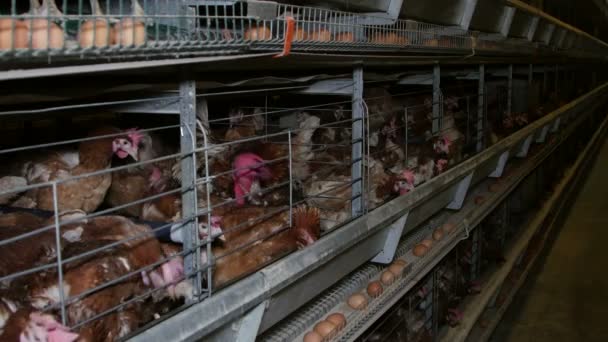 Gallinas ponedoras de huevos en una granja avícola — Vídeos de Stock