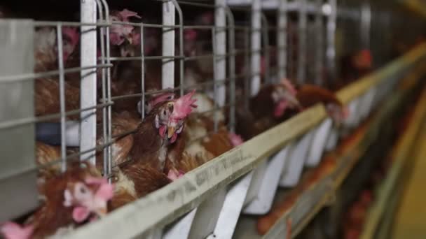 Gallinas ponedoras de huevos en una granja avícola — Vídeos de Stock