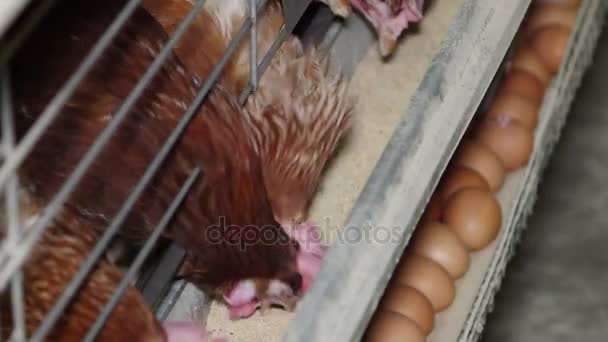 Gallinas ponedoras de huevos en una granja avícola — Vídeo de stock