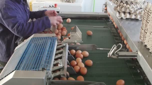 Klassifisering av egg etter vekt og emballeringslinje ved kyllingfarmen – stockvideo