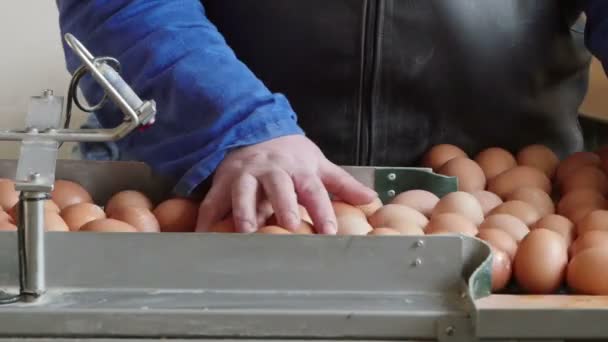 Classificazione delle uova in base al peso e alla linea di produzione di imballaggi presso l'allevamento di polli — Video Stock