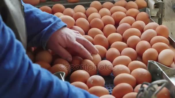 Tojások tömeg szerinti osztályozását végző és csomagoló gépsor a chicken farm — Stock videók
