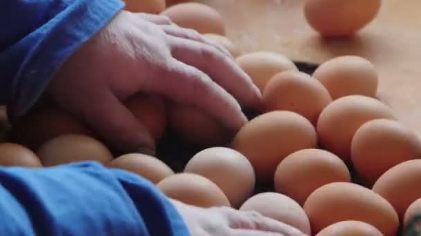 Ägg klassificering efter vikt och emballering produktionslinje på hönsfarm — Stockvideo