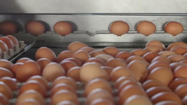 Eggs grading by weight and packaging production line at chicken farm — Stock Video