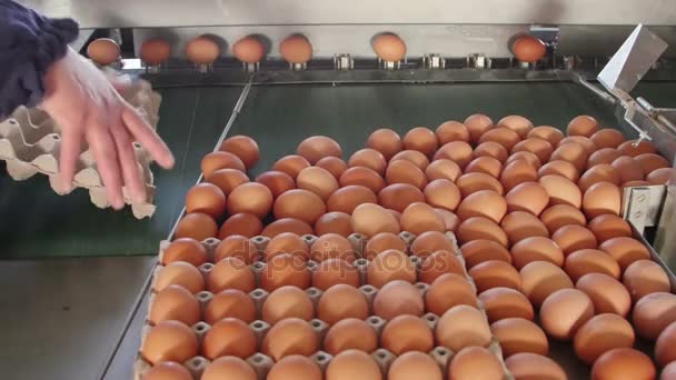 卵重量等級および養鶏場で生産ラインをパッケージング — ストック動画