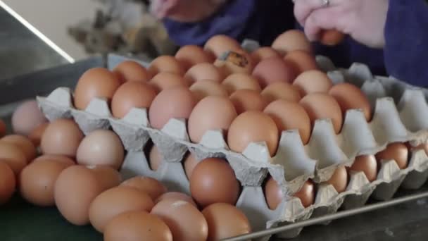 Třídění podle hmotnosti a balení výrobní linky na slepičí farmě vajec — Stock video