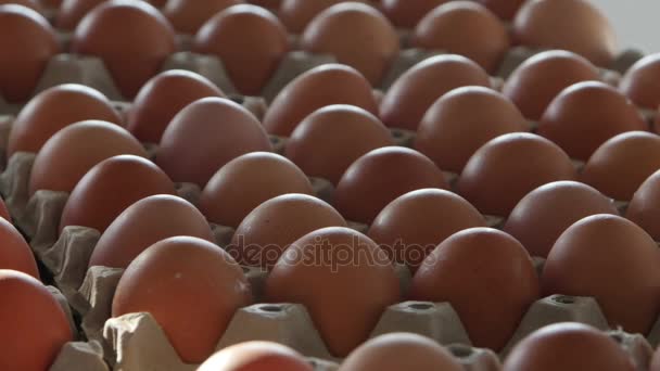 Kisten mit frischen Eiern auf einer Geflügelfarm — Stockvideo