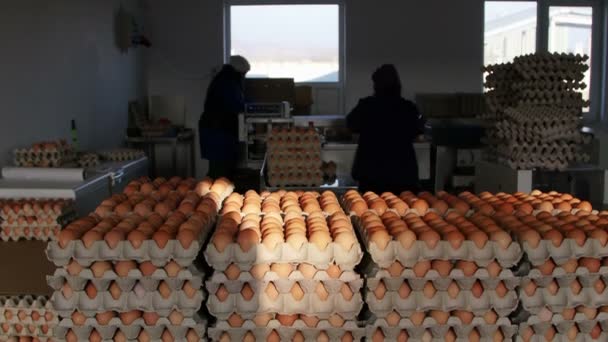 Cajas de huevos frescos en una granja avícola — Vídeos de Stock