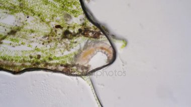 Gölet hayat mikroskop altında