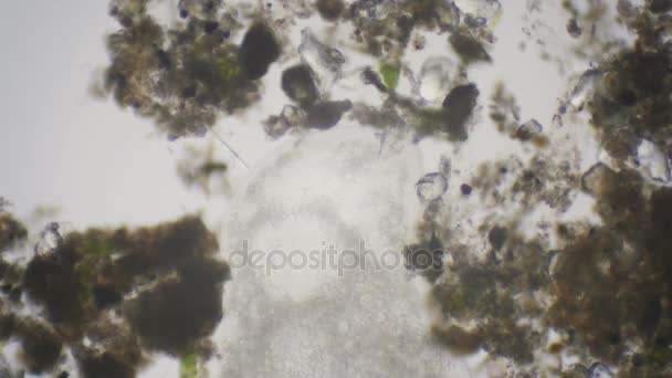 Ciliatos de paramecio bajo el microscopio en 4k — Vídeos de Stock