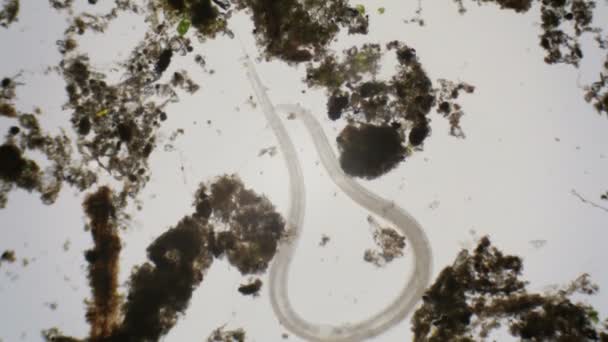 Nematodo bajo el microscopio en 4k — Vídeos de Stock