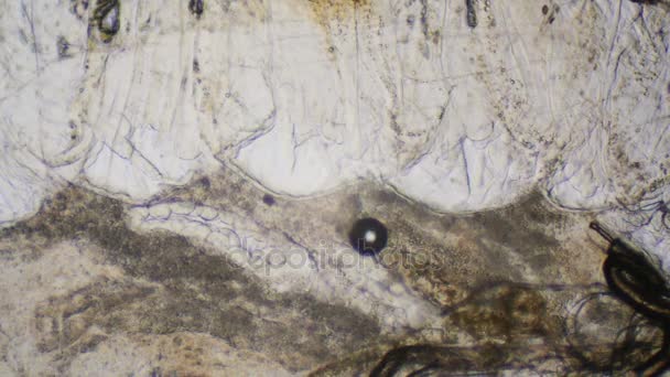 Animal living tissue under the microscope — Stock Video