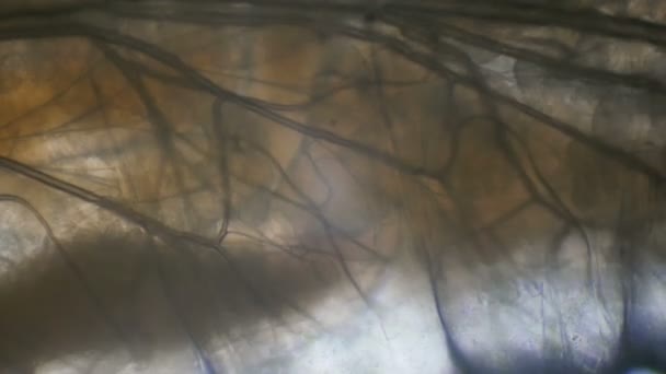 Im Körper eines lebenden Wurms unter dem Mikroskop — Stockvideo