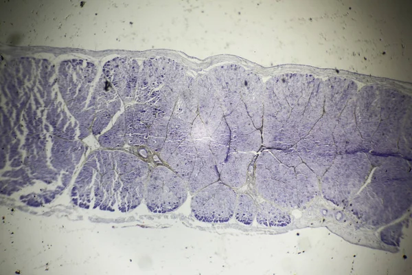 Skeletal muscle section under the microscope