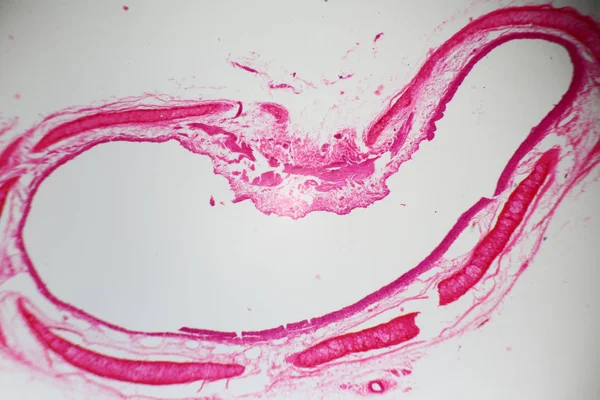 Секция трахеи под микроскопом — стоковое фото