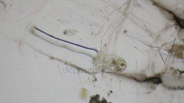 Terliksi hayvan ciliates 4 k mikroskop altında