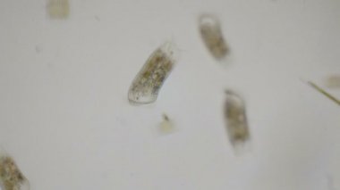 Terliksi hayvan ciliates 4 k mikroskop altında