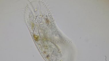 Terliksi hayvan ciliates 4 k mikroskop altında