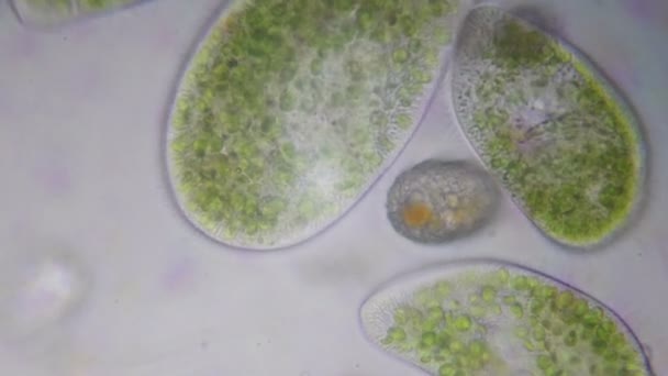 Protozoo de Paramecium bursaria bajo el microscopio en 4k — Vídeo de stock