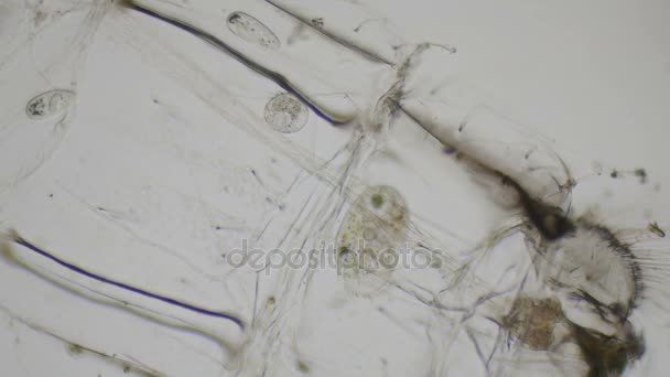 Pantofelek środek pod mikroskopem w 4k — Wideo stockowe